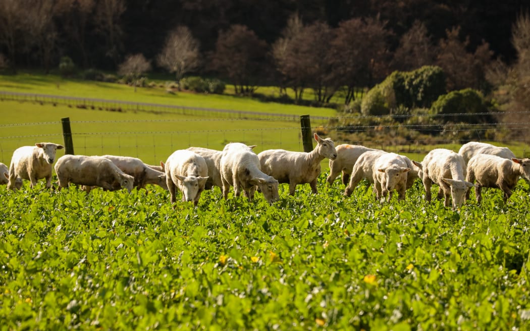National head of the Rural Support Trust Neil Bateup said there had been a noticeable increase in calls from sheep farmers wanting financial advice, compared to other pastoral groups. Photo / RNZ / Nate McKinnon