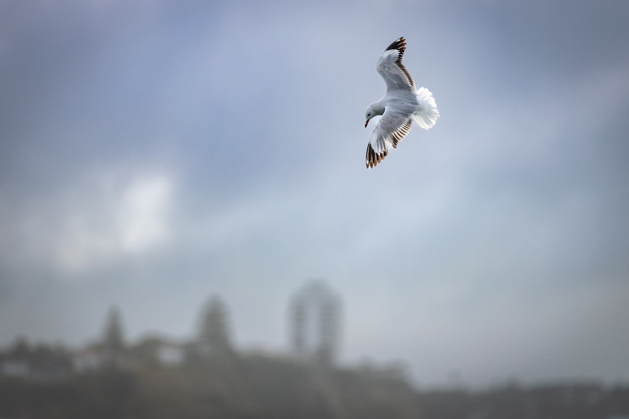Gulls have been spreading the virus around Antarctica, causing mass killings of seal pups and penguin species. Photo / Michael Craig