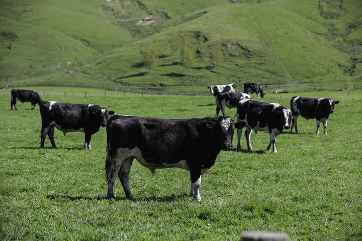 By 2030, farms Westpac has lent money to will need to have lower emissions. Photo / RNZ / Richard Tindiller
