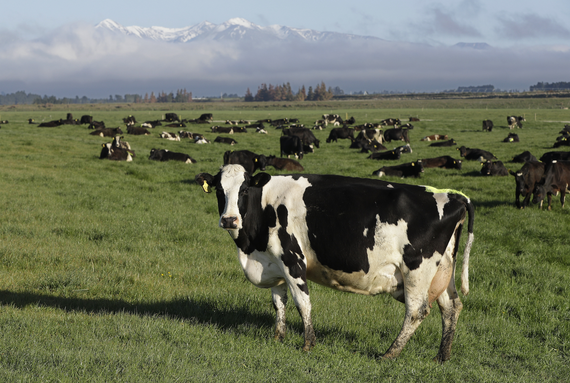 New Zealand has never had a case of high-pathogenicity avian influenza, says the Ministry for Primary Industries.