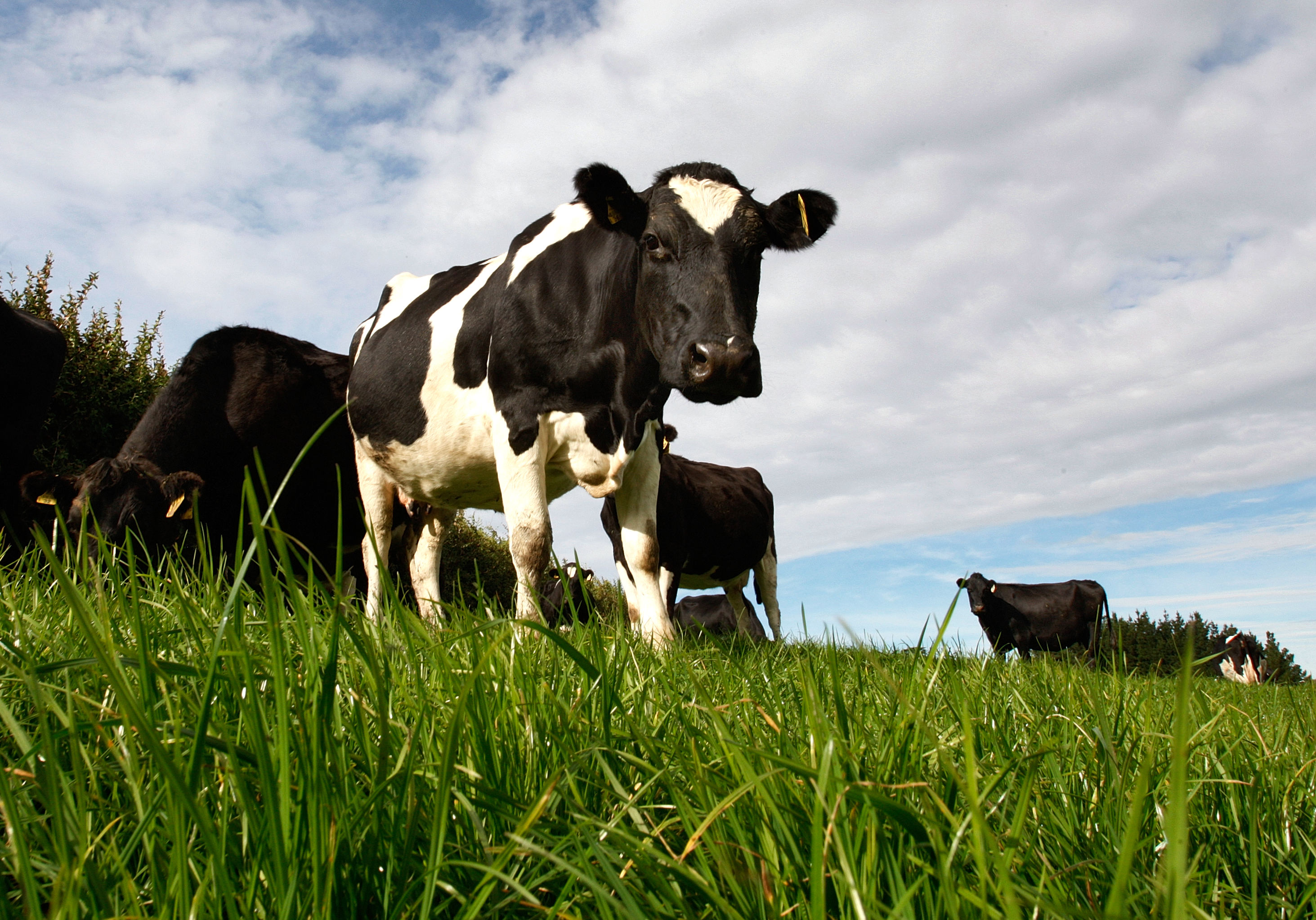 Federated Farmers' latest banking survey found sharemilkers were the least satisfied.