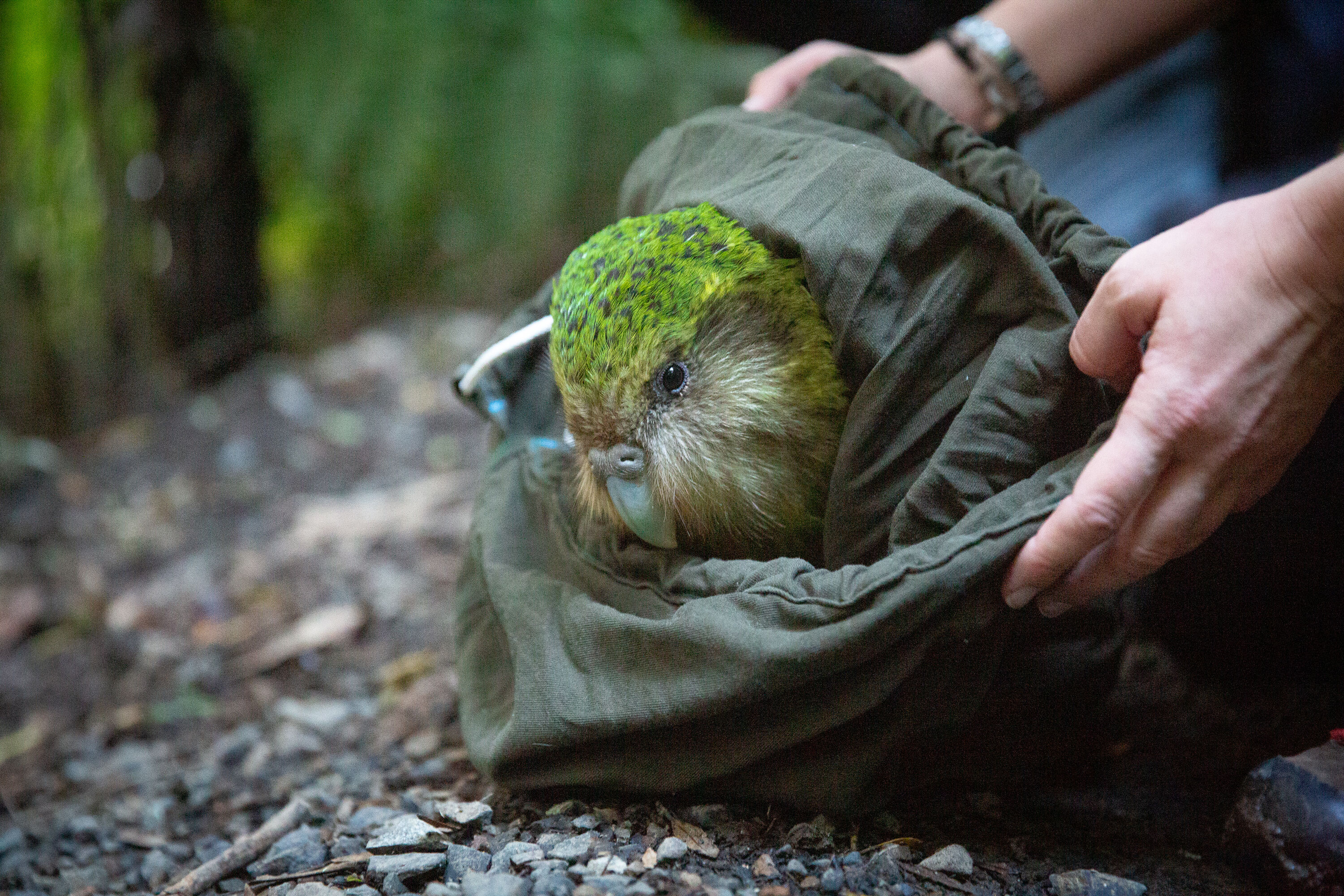 Manawanui was part of the second group of kākāpō released at Sanctuary Mountain Maungatautari on Wednesday. Photo / Stuart Attwood