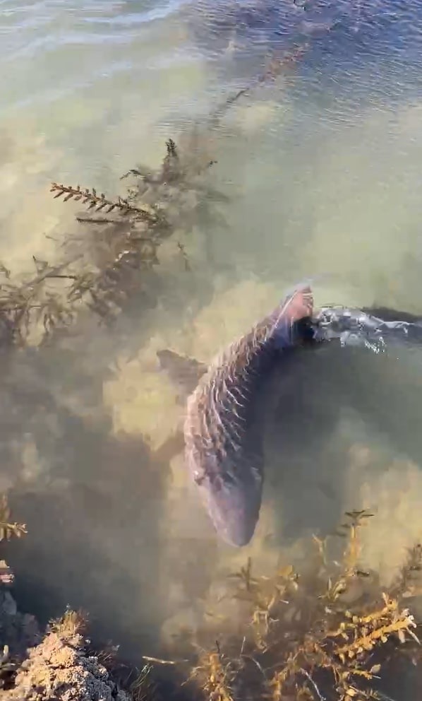 The sharks were performing tight manoeuvres in the rockpool. Photo / Christel Snowden