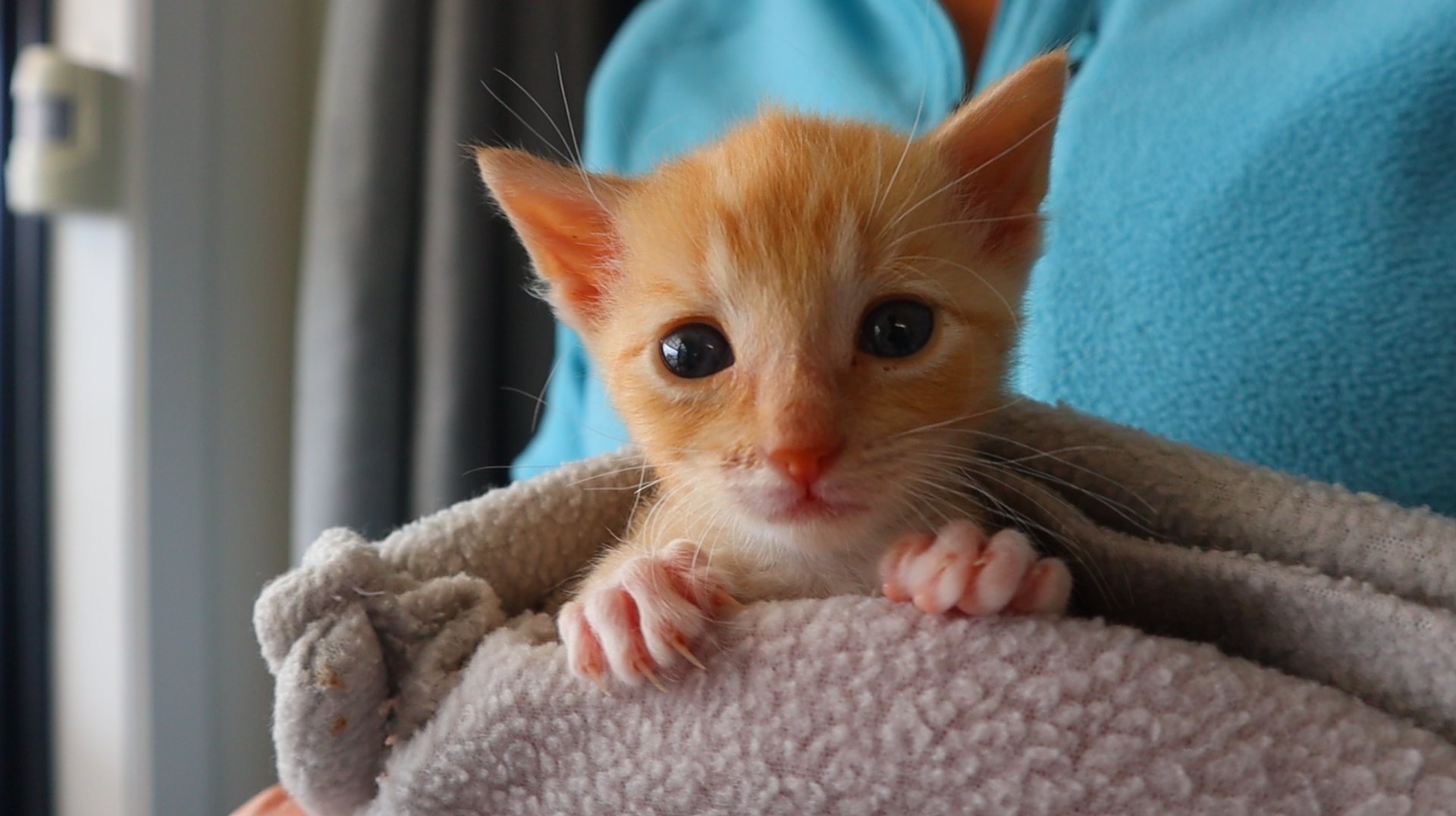 Local Focus: SPCA Masterton is having kittens NZ Herald
