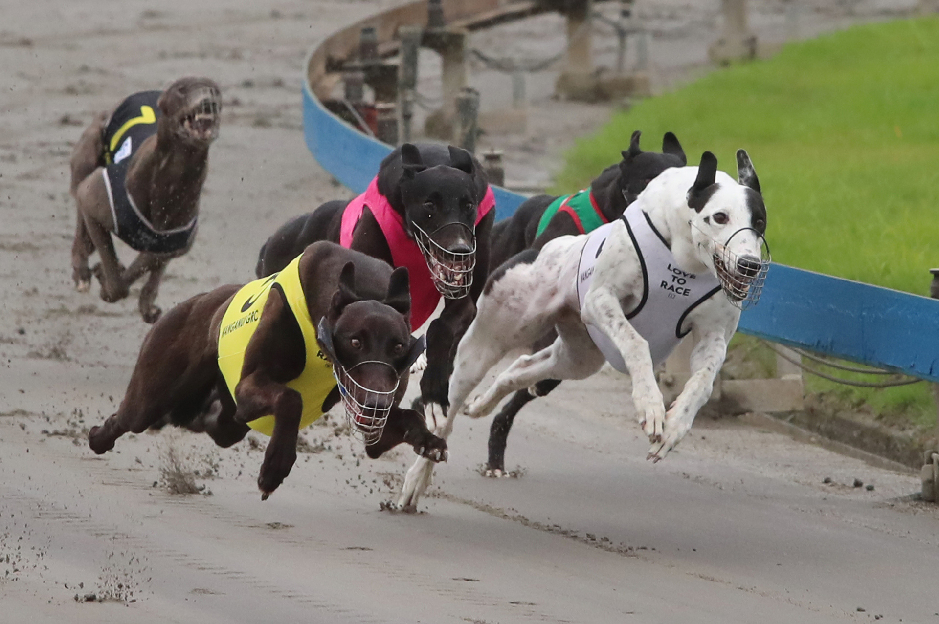 Trainers and handlers of racing greyhounds will get cash to help with fuel costs. Photo / NZME file 