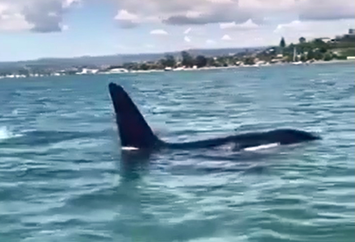 Tauranga man Nathan Lewis and his sons got up close and personal with orca.  Photo / Supplied