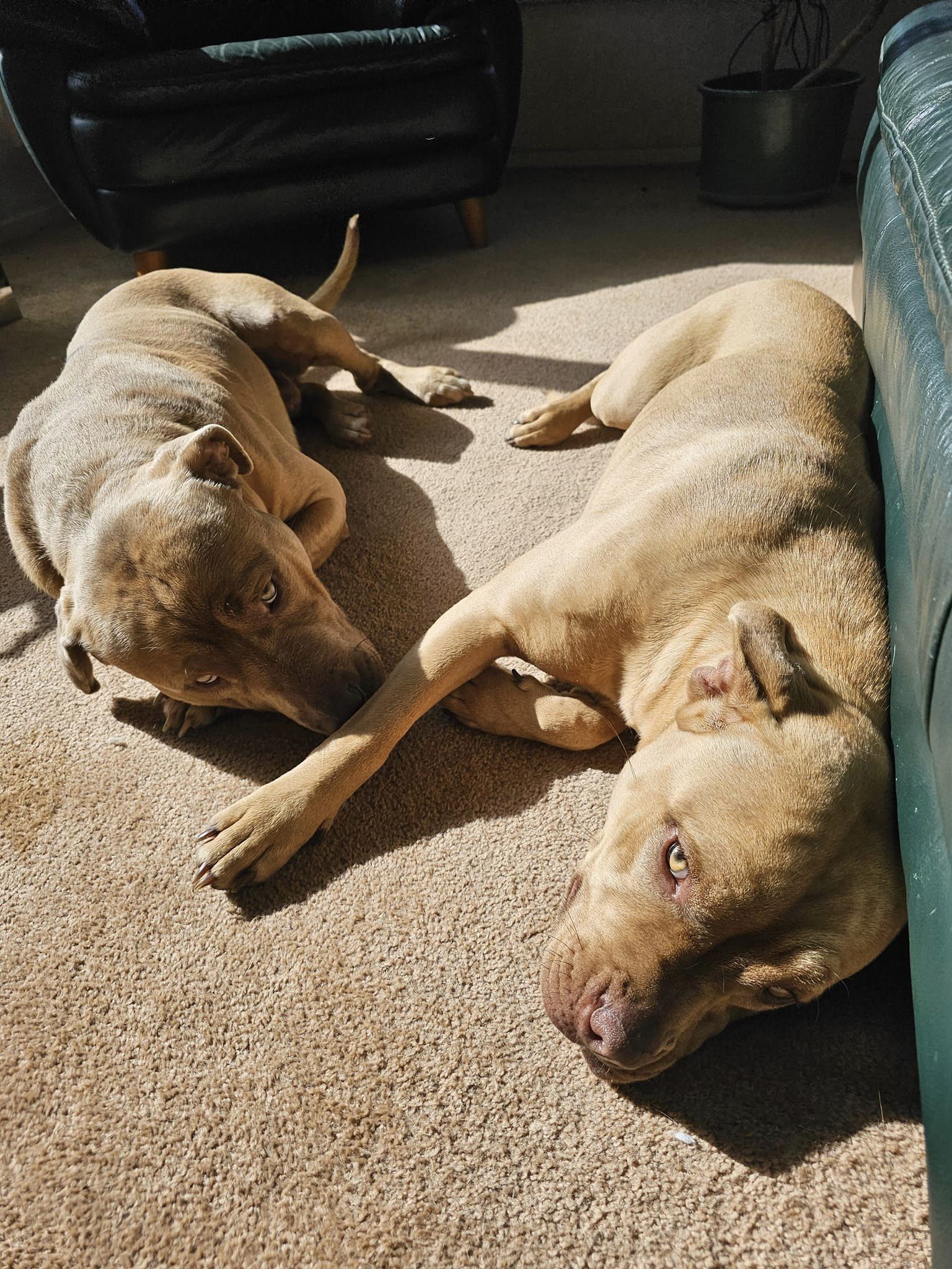 Best buddies: Beloved pet dogs Marley and Manaia share a close bond. Their owner fears the trauma they might now be facing, especially if they've been separated from each other's company. Photo / Supplied