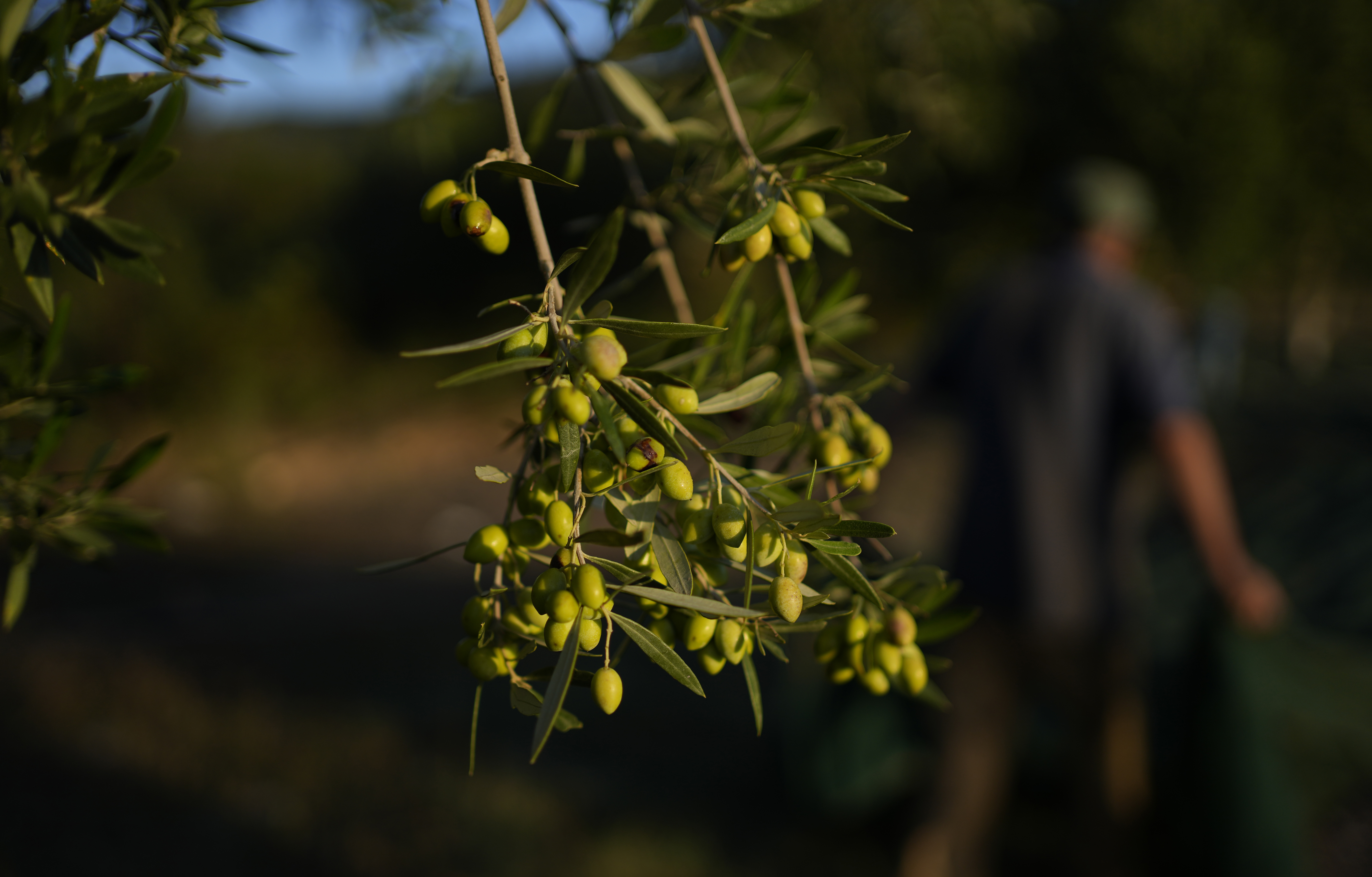 Olives hang on a tree during the harvest period in Spata suburb, east of Athens, Greece. Photo / AP