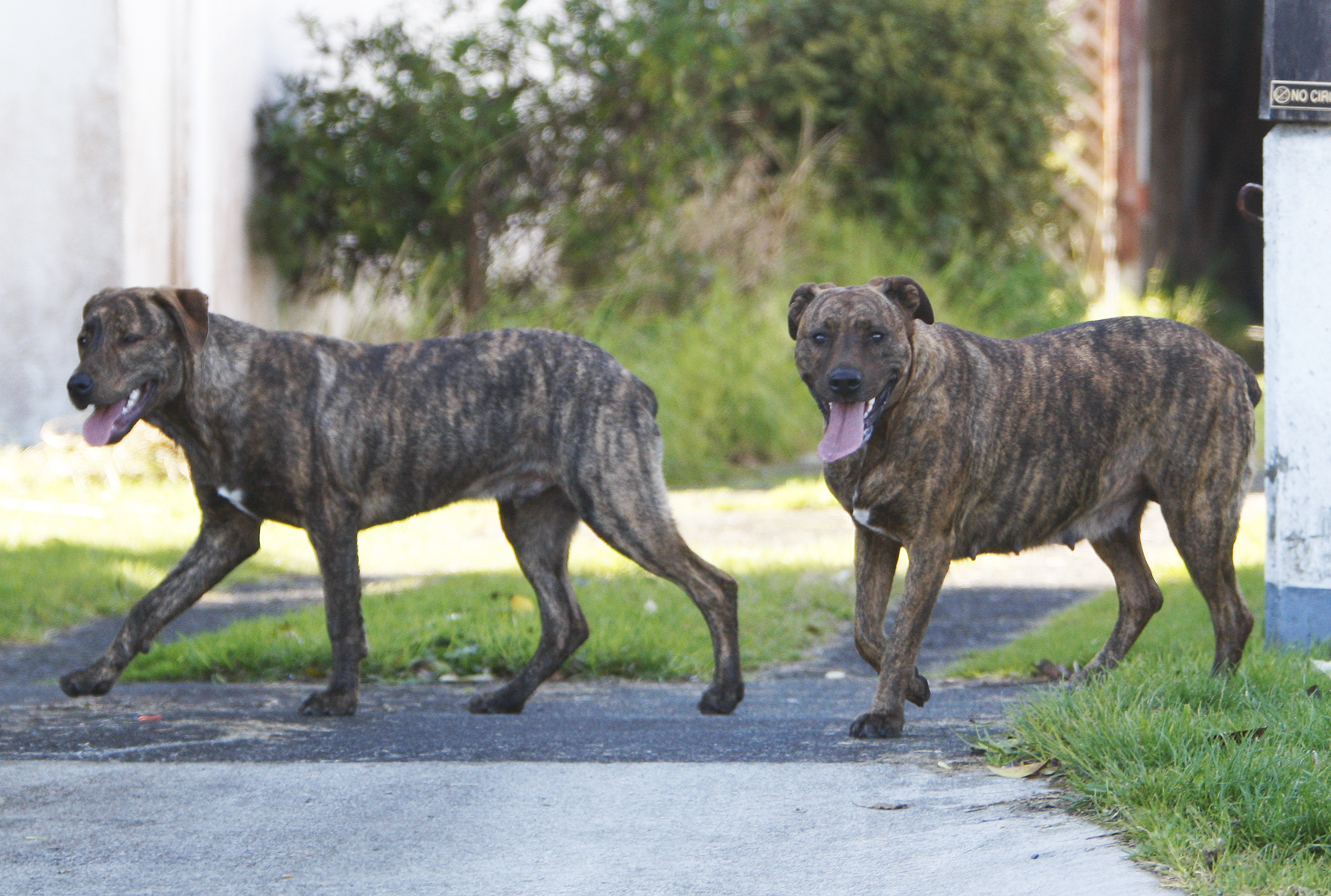 Councillors Josephine Bartley and Matt Winiata want to get on top of the roaming dog problem. Photo / Michael Cunningham