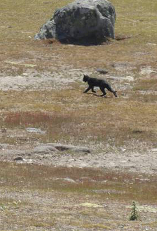 Black panther in South Jersey? Rumored big cat was just dog