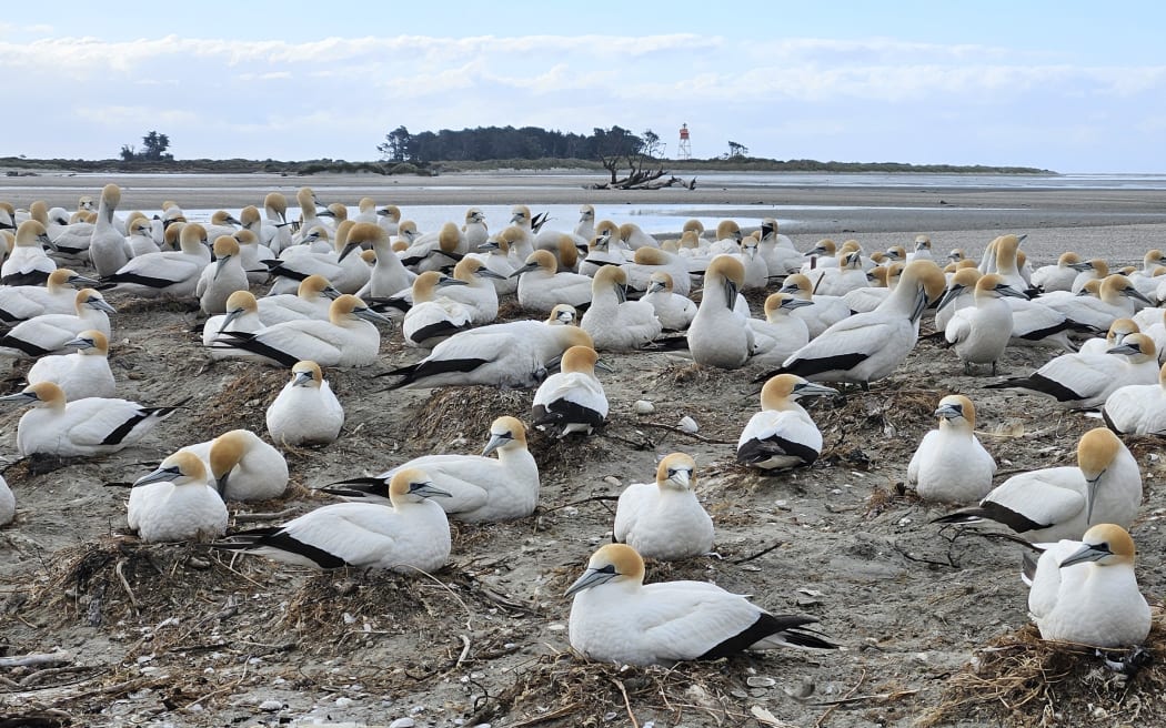 A breeding colony of tākapu Australasian gannets with the Farewell Spit lighthouse in the background. Photo / Alison Ballance
