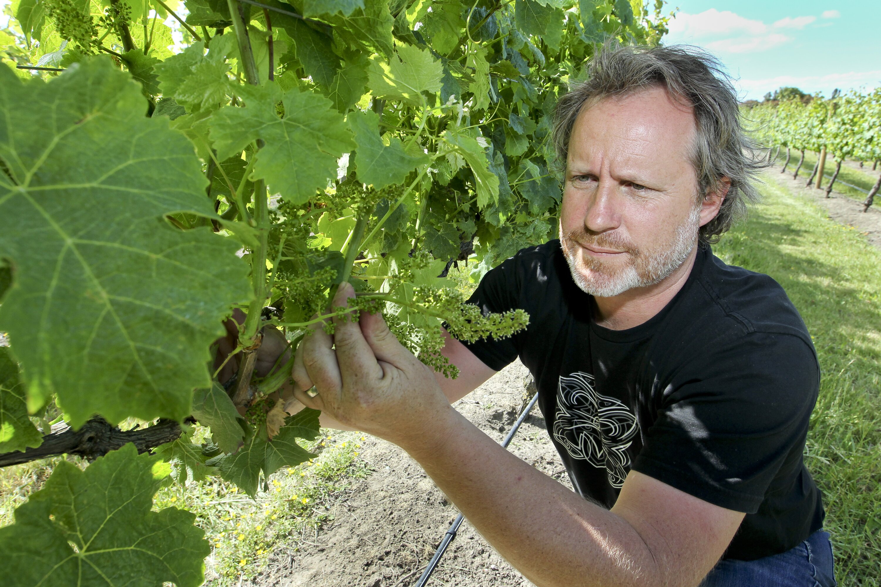 Rod McDonald inspecting his vines at Te Awanga Estate in 2016. Photo / Warren Buckland