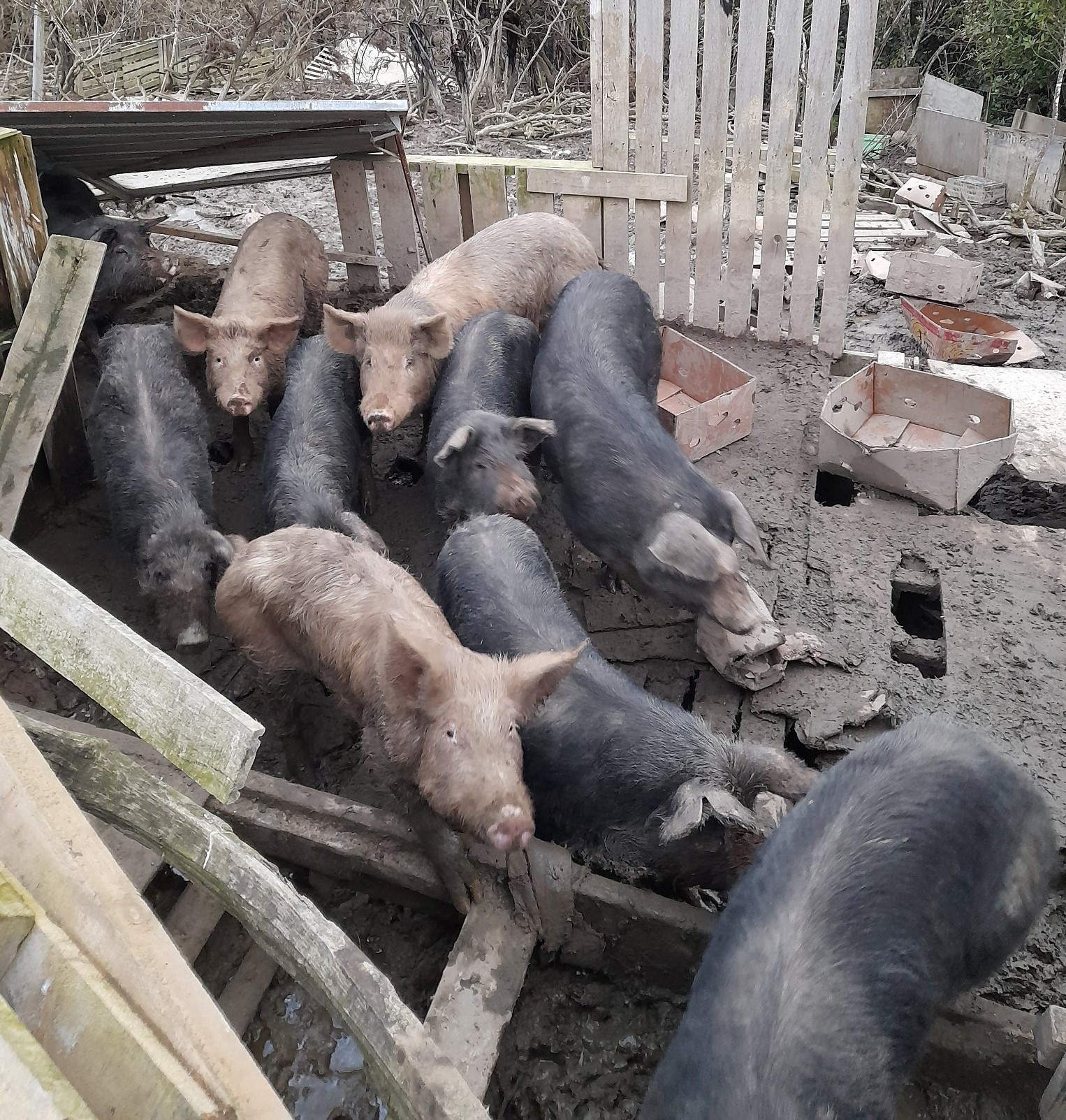 Emaciated pigs found by Wellington SPCA desperately need homes - NZ Herald