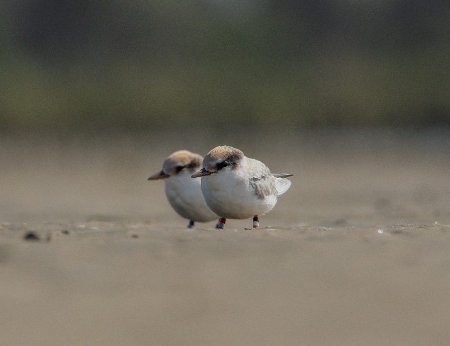 Thanks to ongoing management of the birds and their habitats, the Department of Conservation believes there will be eight tara iti/fairy tern fledglings this year. Photo / DoC