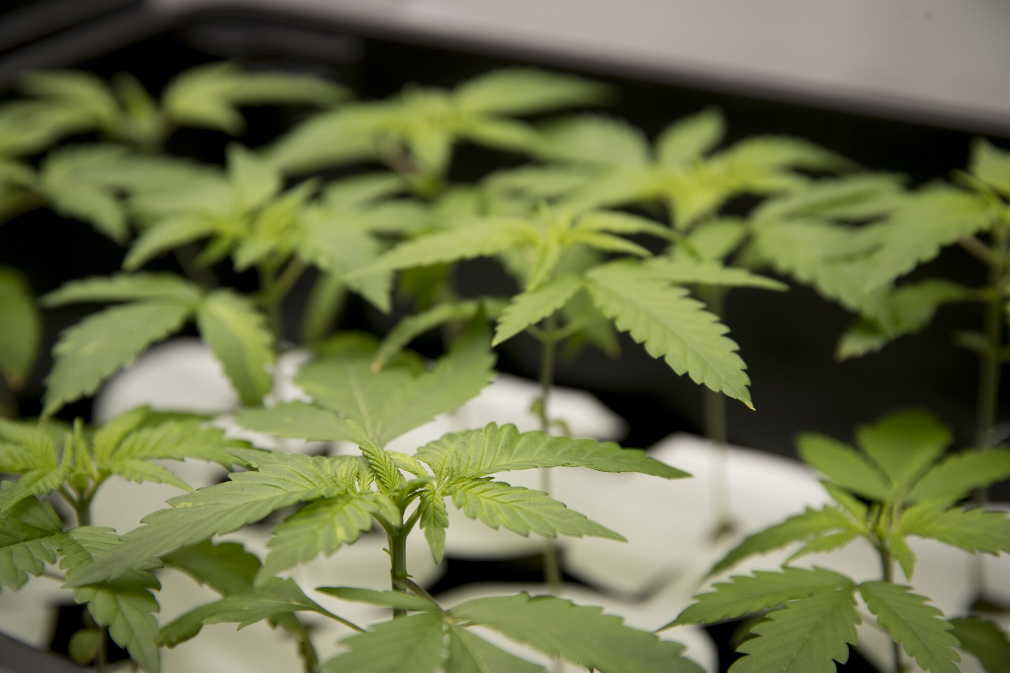 Medicinal cannabis was legalised and then regulated in 2020. Photo / Dean Purcell