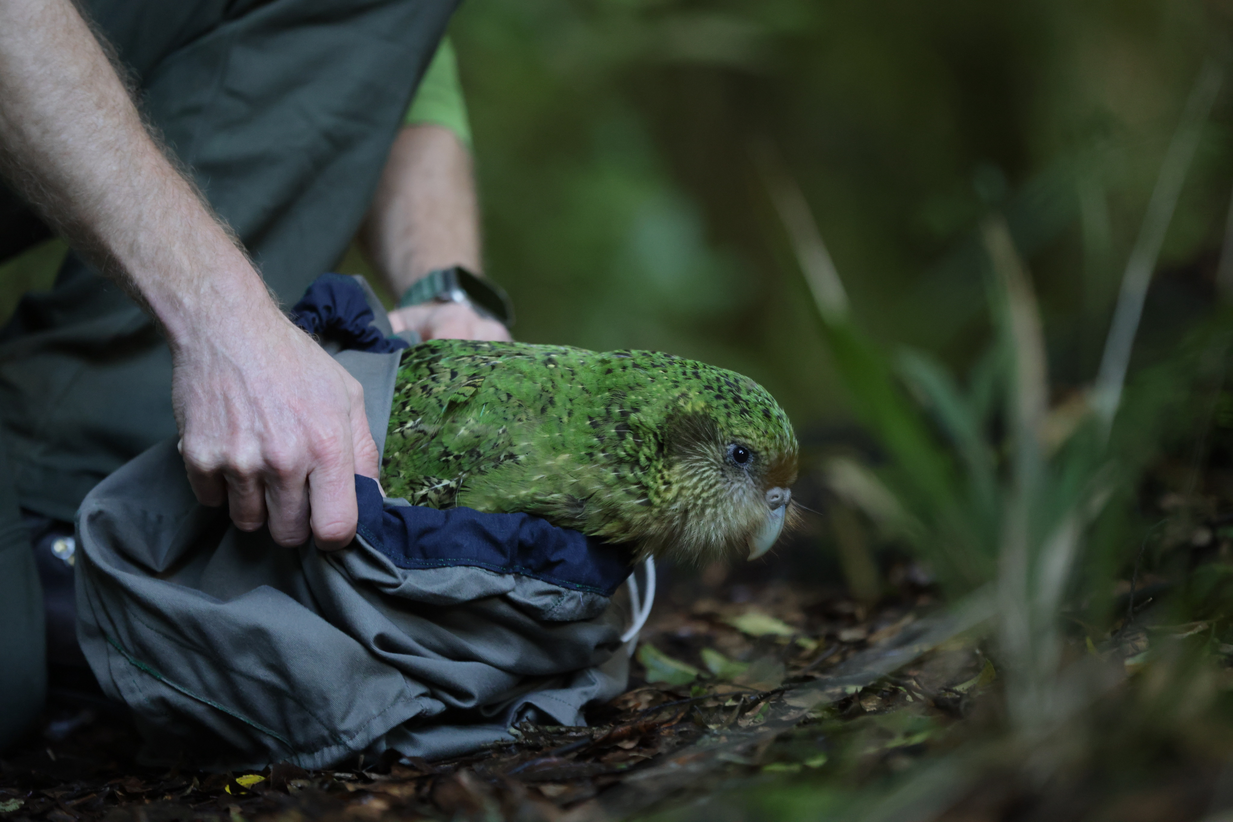 Motupōhue has been released in Waikato in July and is now back down south. Photo / Peter Drury, Department of Conservation