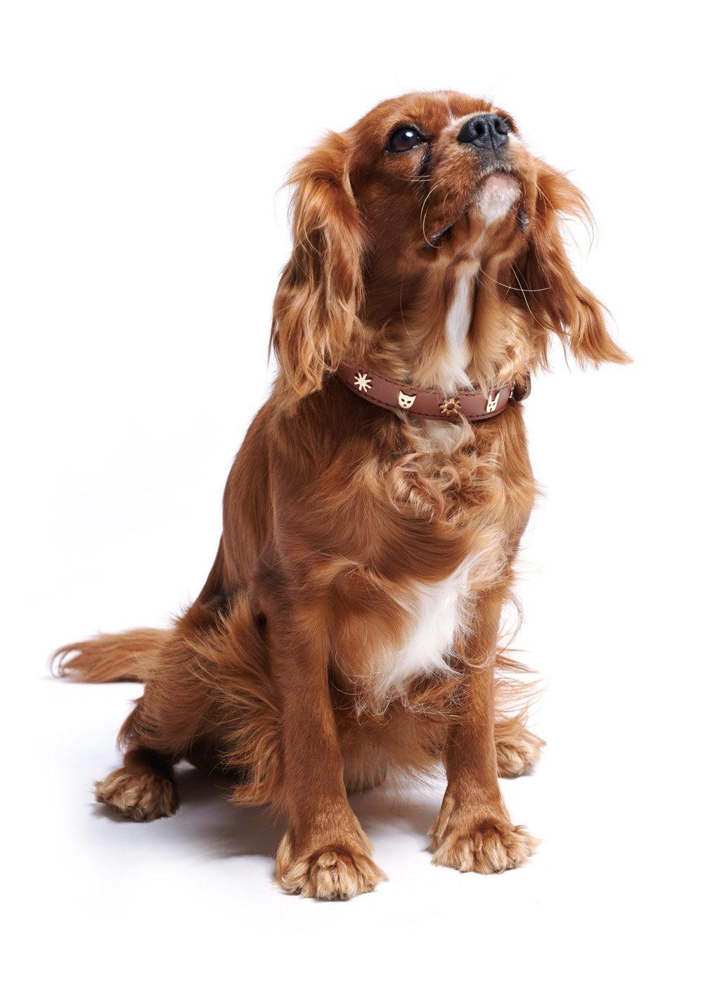 The Pet Project Karen Walker Critter Collar NZ Herald
