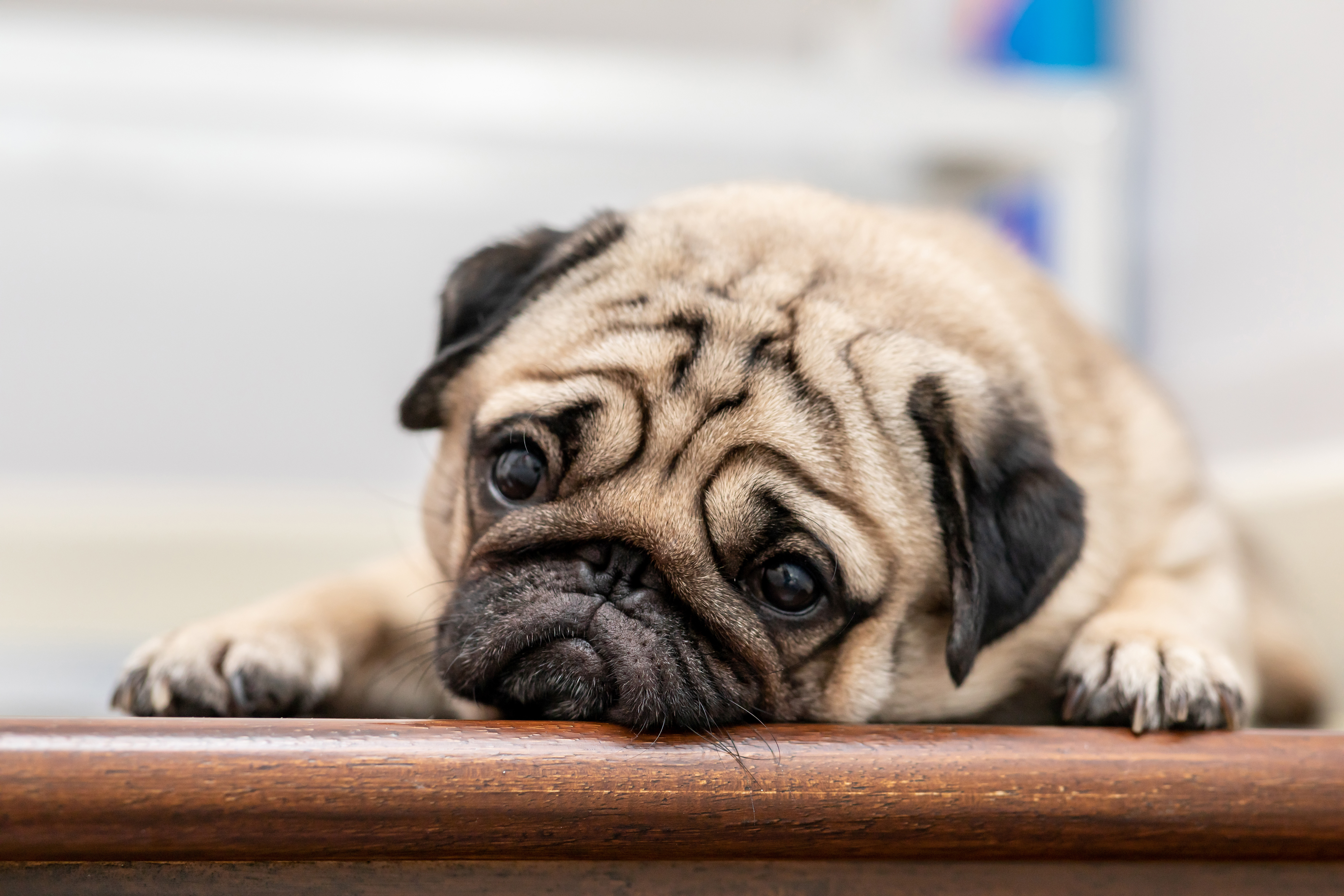 Humans hanging with dogs increases feelings of well-being in people of all ages. 