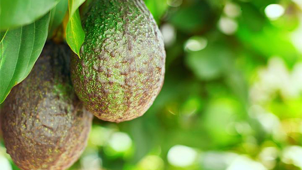 Many growers have had two seasons in a row without making any profit. Photo / 123RF