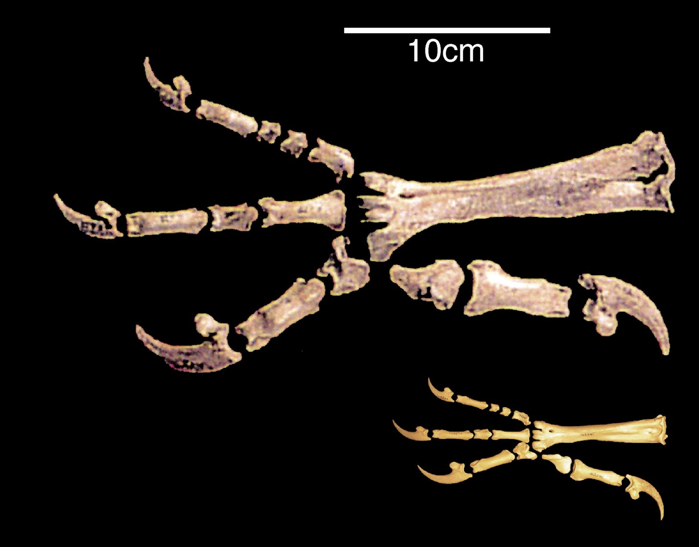 Our Lost Giant Reconstructing The Fearsome Haast S Eagle Nz Herald