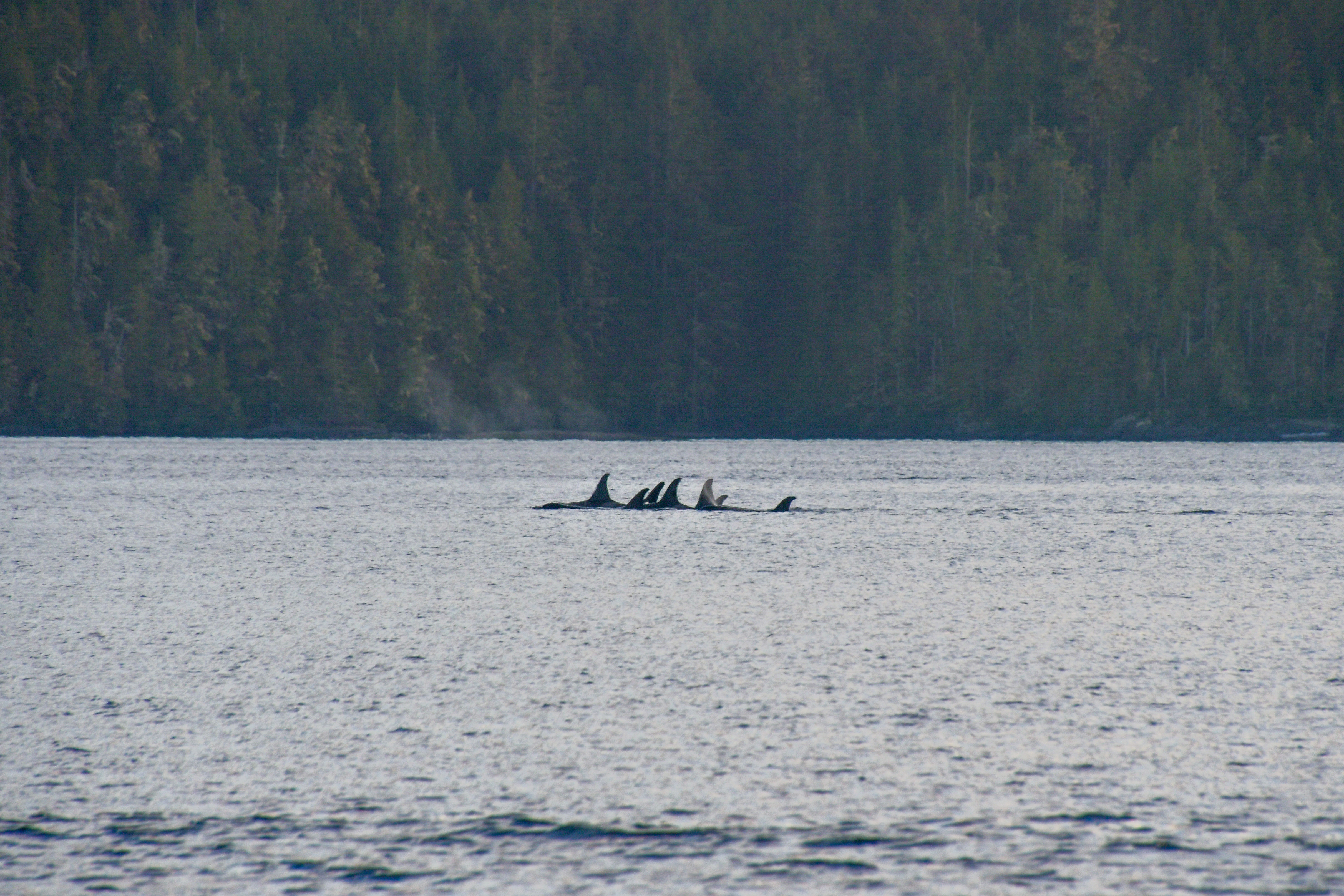 If you want to see Orcas in the wild, make sure to do it responsibly. Photo / Spirit of the West Adventures