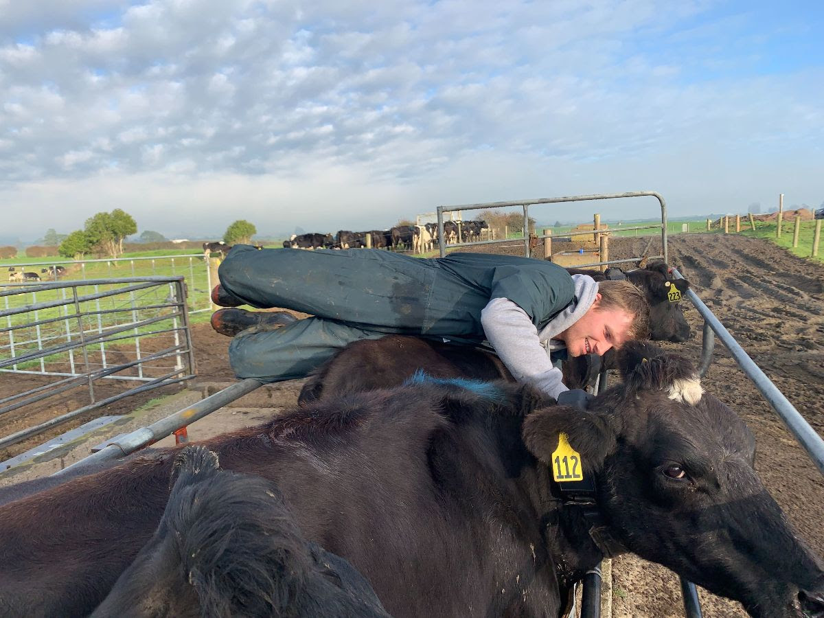 Piggott's parents eventually bought a small farm near Morrinsville, which is also used as Halter's research farm. He's pictured during a recent visit.