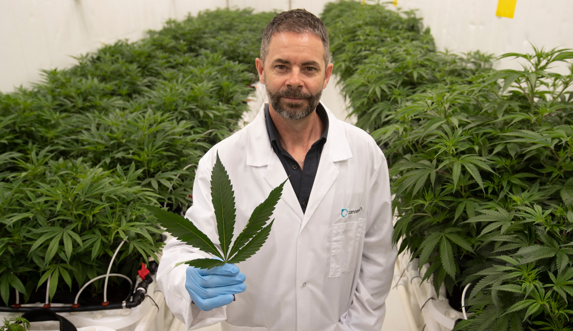 Cannasouth chief executive Mark Lucas said it had all necessary licences to cultivate, manufacture and supply medicinal cannabis products in New Zealand. Photo / Alan Gibson