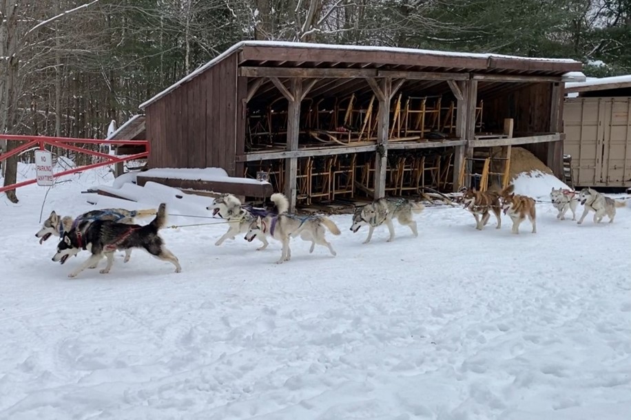 A study found Canadian working dogs need a day to recover after daylight saving time, unlike pet dogs. Photo / Ming Fei Li