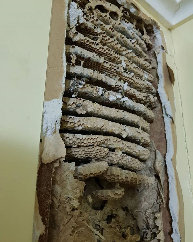 Huntly Couple S Horror Kitchen Discovery Monster Wasp Nest In The Wall Nz Herald