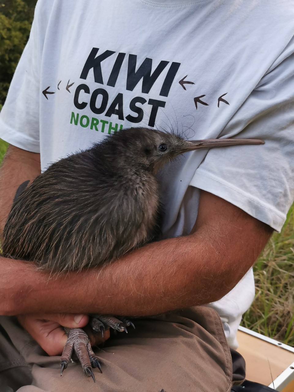 Accredited kiwi handler Cam McInnes with Te Ao Tahi at release. Photo / Kiwi Coast