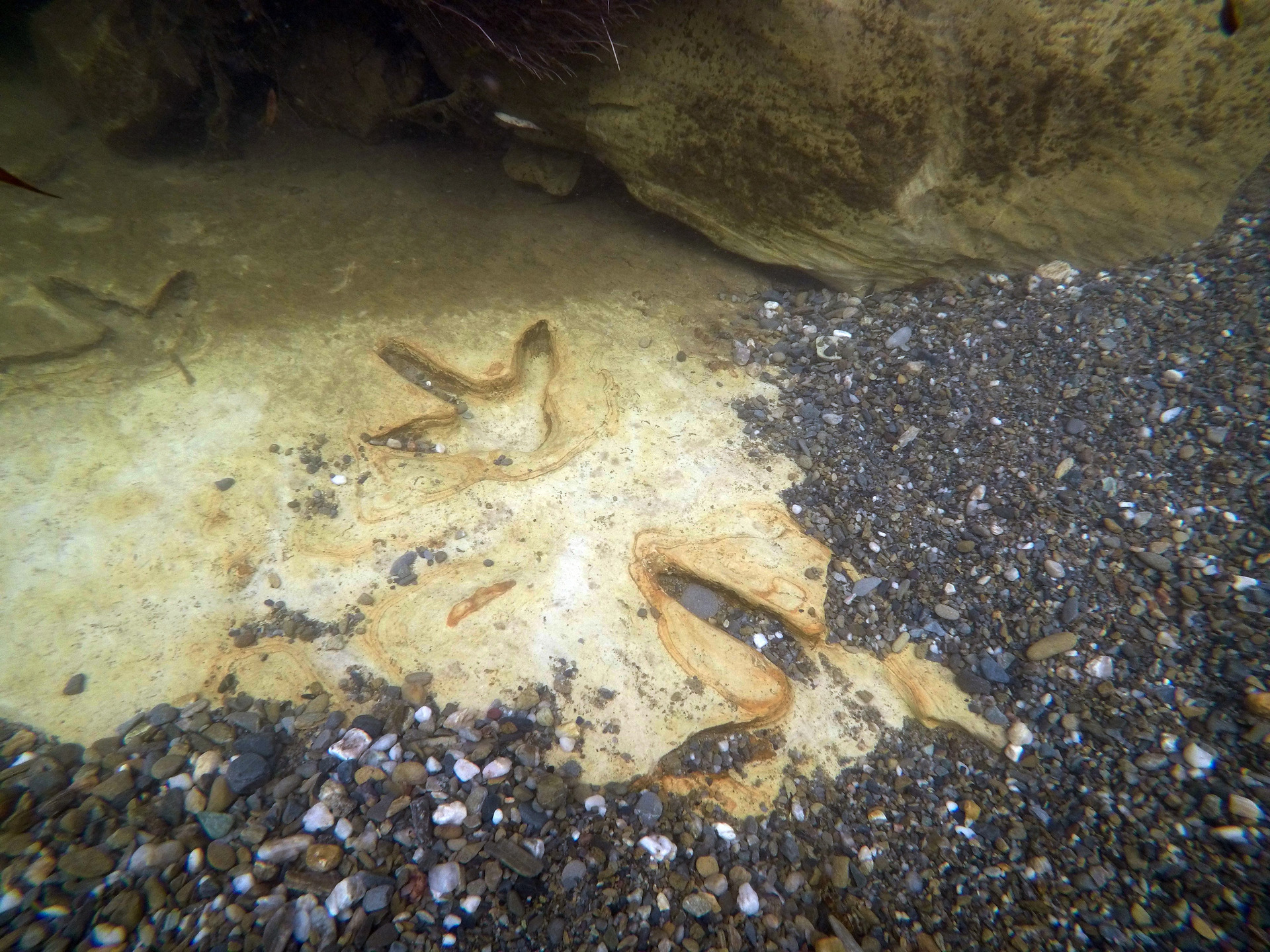The moa footprints on the river bed. Photo / Kane Fleury