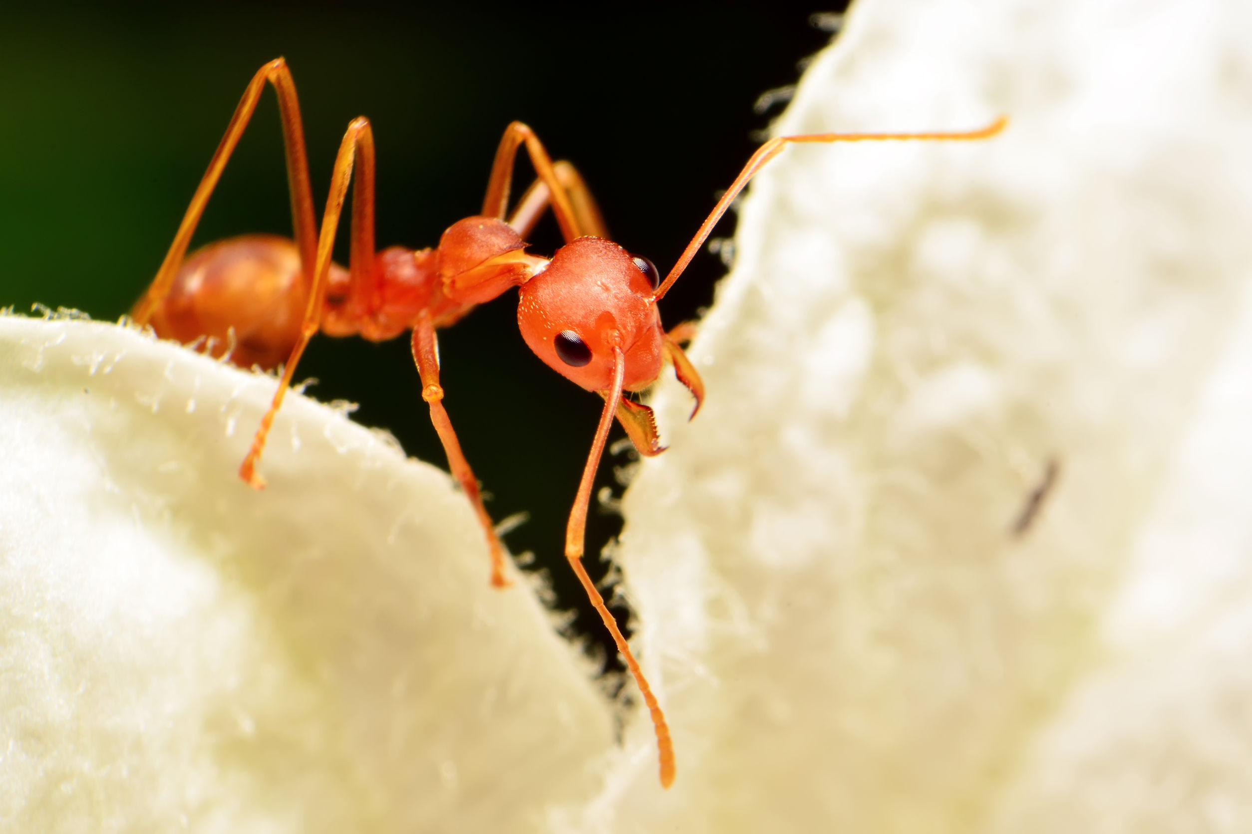Bolivian woman dies after she was tied to a tree infested with fire ants -  NZ Herald