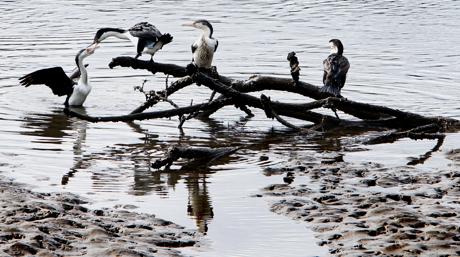 A person in Australia has tried to skew the results of Forest & Bird's bird of the year competition by casting more than 300 fraudulent votes for the shag. Photo / John Stone