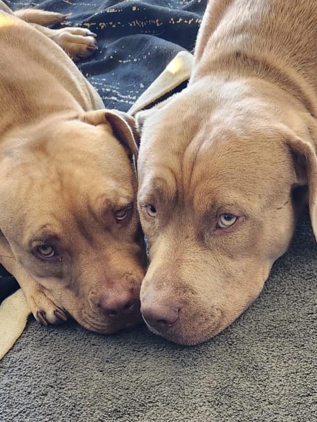 Brother and sister dogs Marley and Manaia went missing from their Maunu home on January 9, this year, leaving their owner despairing as to what might have become of them. Photo / Supplied
