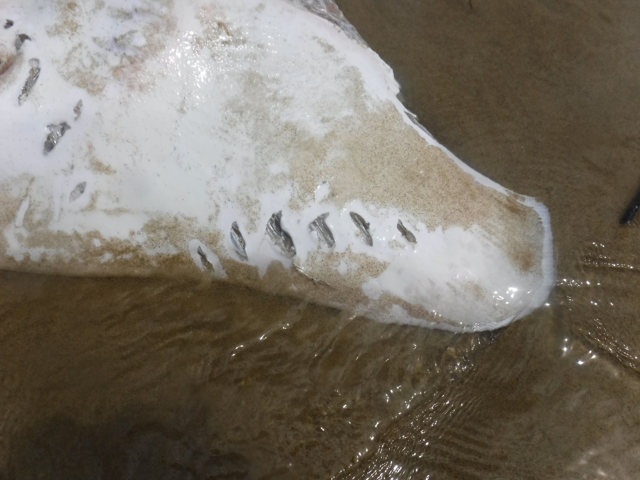 Puncture wounds on the stingray found washed up at Baylys Beach. Photo / Supplied