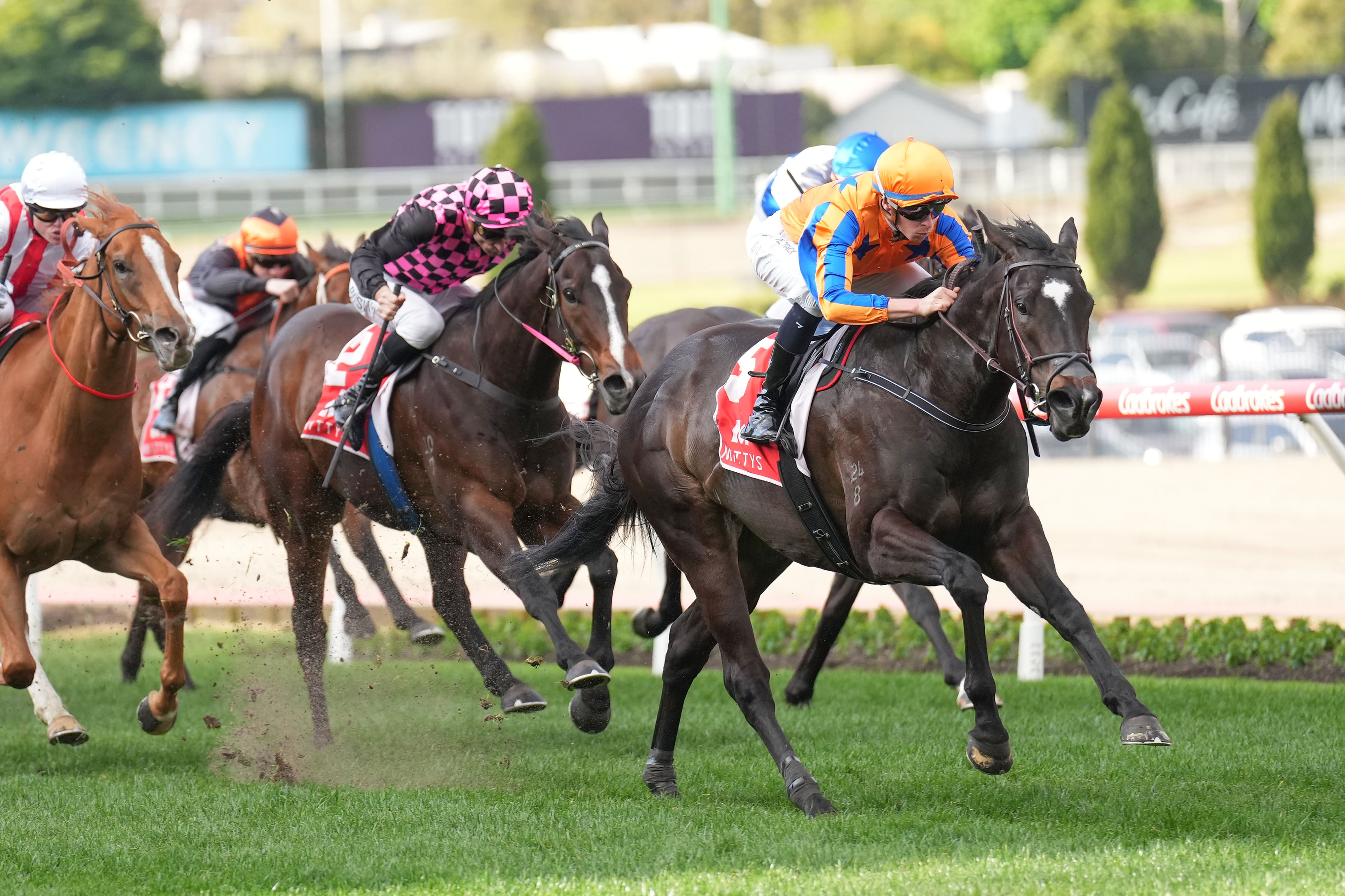 Imperatriz a deserved Horse of the Year winner - NZ Herald