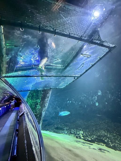 The shark snorkel cage has mesh walls and a clear Perspex bottom, allowing me to put my feet down. Photo / Supplied