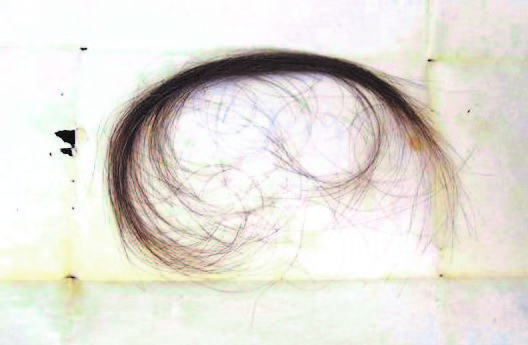 The hair was reportedly cut from Napoleon Bonaparte's head after his death. Photo / Supplied