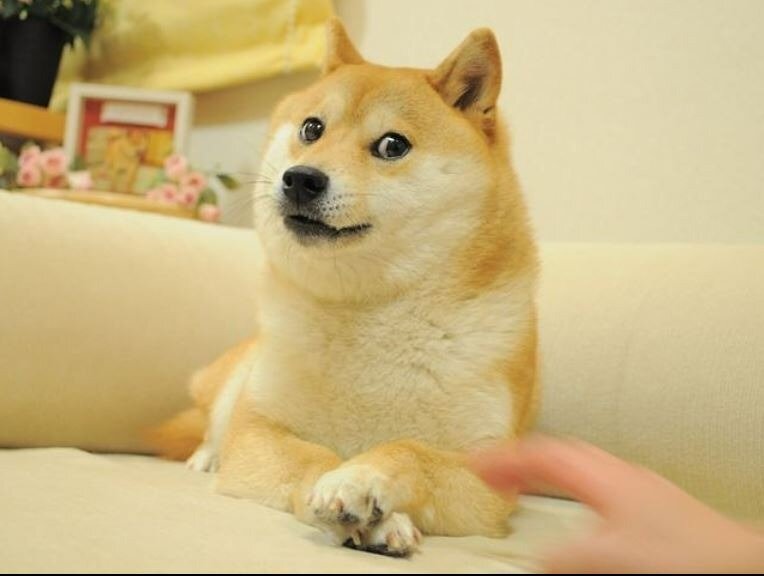 A Shiba Inu dog, called Kabosu, launched the 'doge' meme and became the face of the cryptocurrency Dogecoin. She died in May 2024, aged 18. Photo / kabosumama