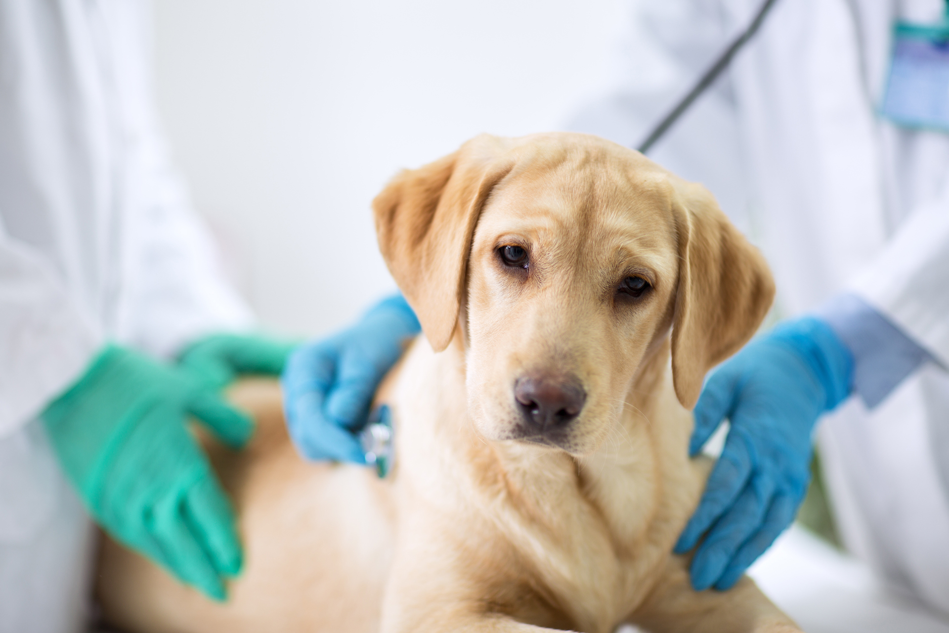 A dog owner has received $5000 in compensation following inadequate veterinary care. Photo / 123rf