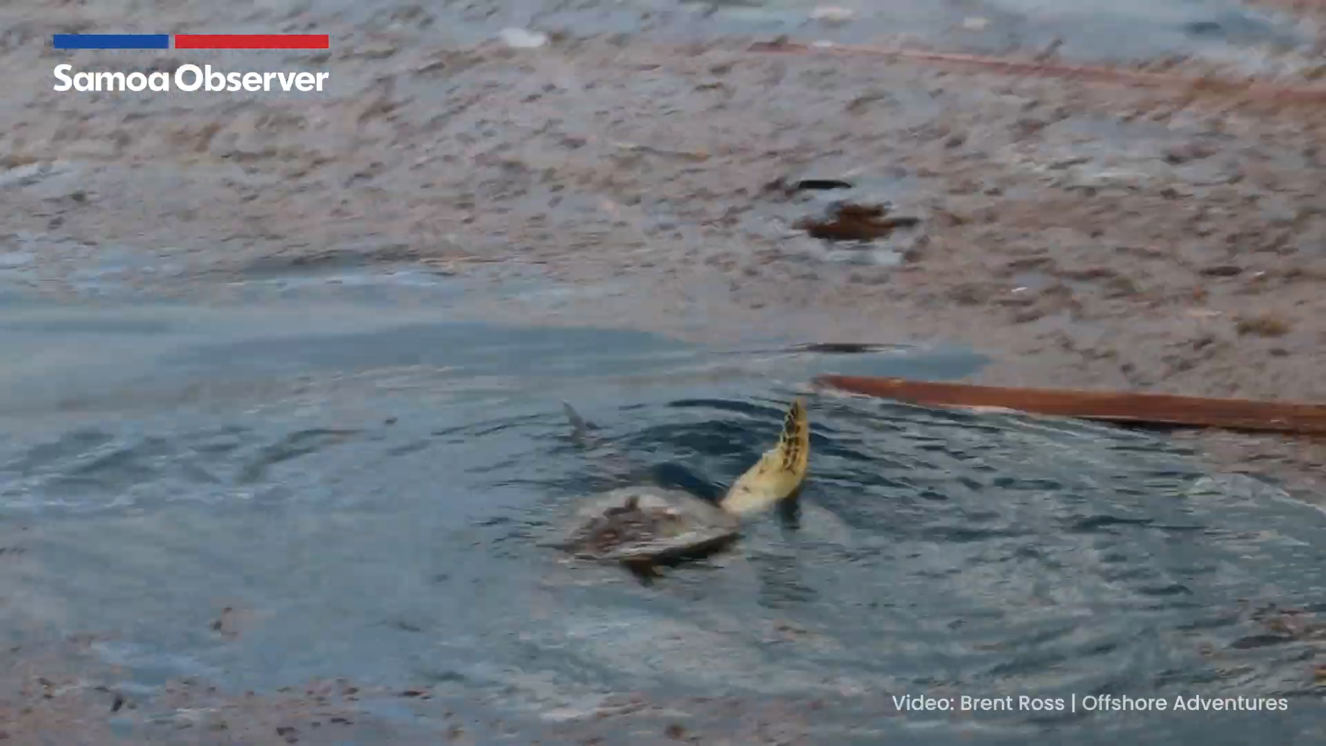 A sea turtle struggles in an oil spill near the HMNZS Manawanui wreck site.