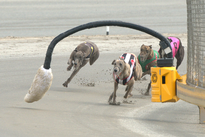 Greyhounds chase a lure at Cambridge Raceway in January. Photo / Yvette Bodiam