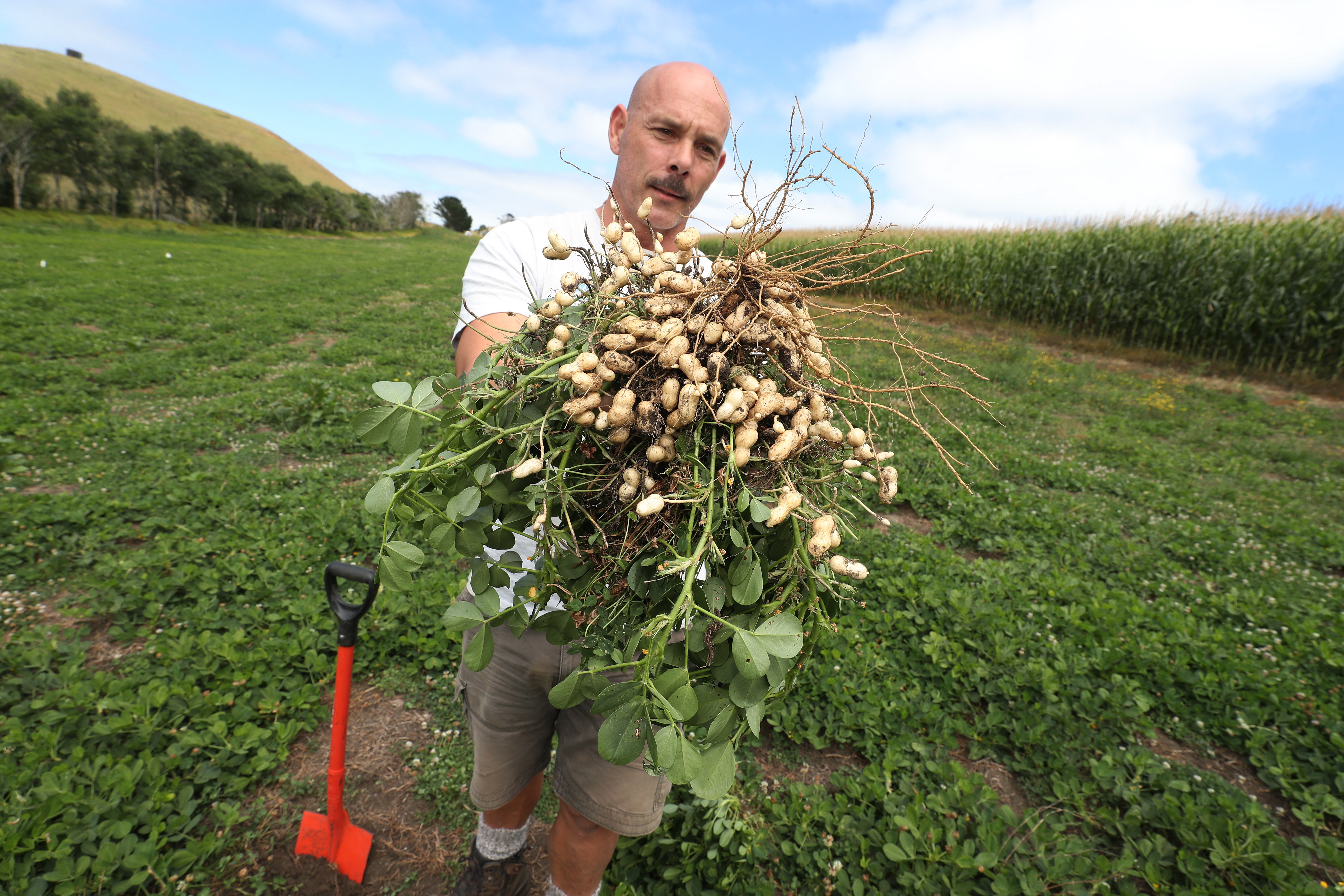 The pegs are where peanut shells grow. Photo / Michael Cunningham