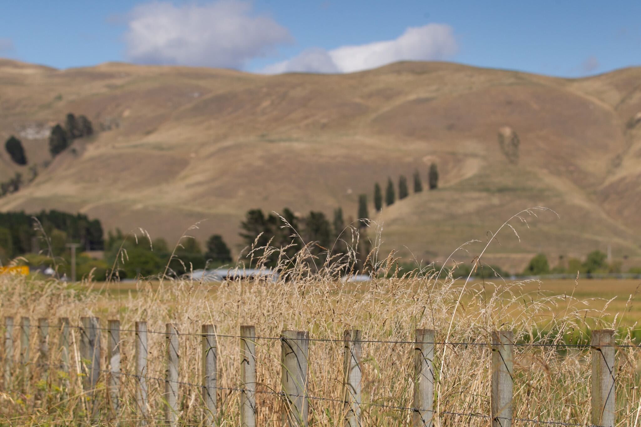 Dry weather, wind gusts and hot temperatures mean people should be aware of the risk of wildfires. Photo / Warren Buckland