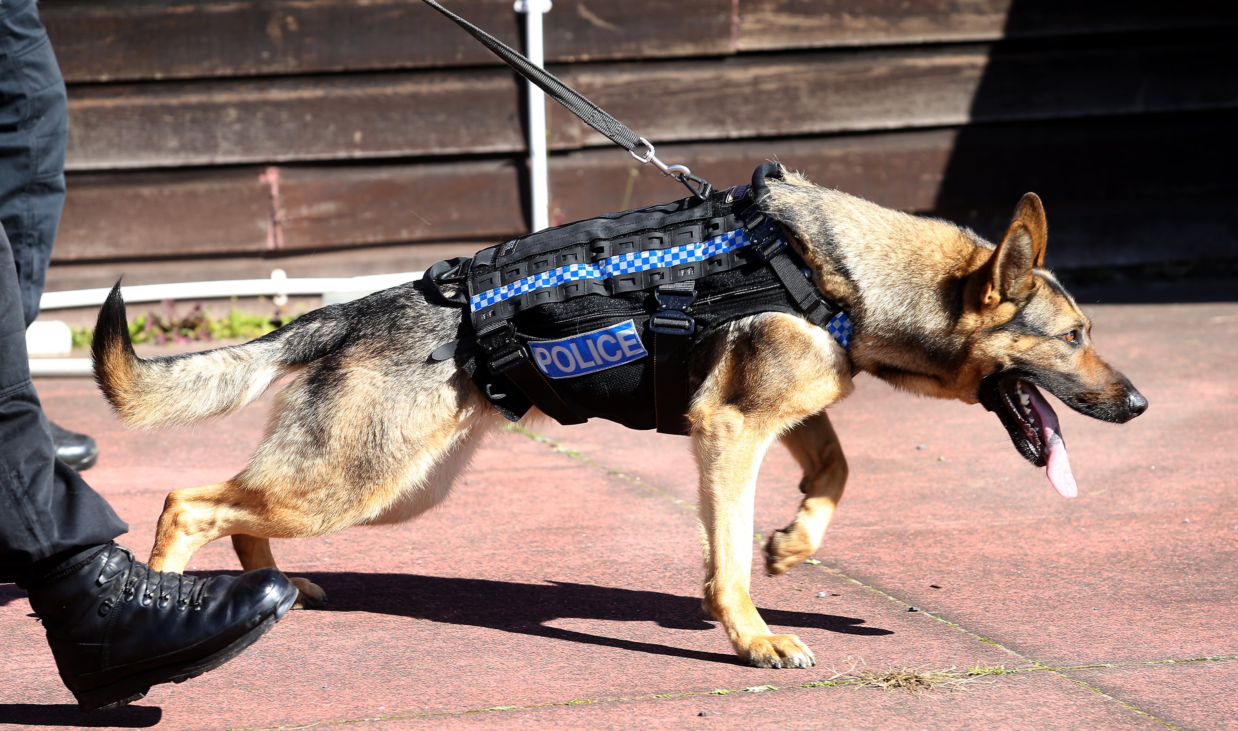 how old is a 12 year old in dog years