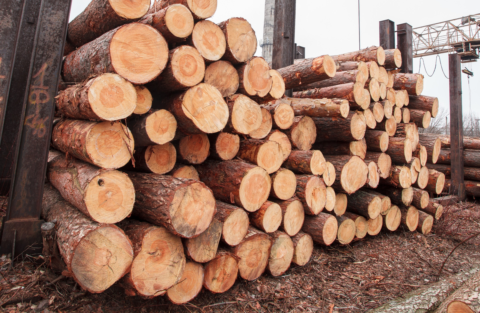 Export prices for logs firmed in November as sales to New Zealand's largest customer China picked up. Photo / 123rf