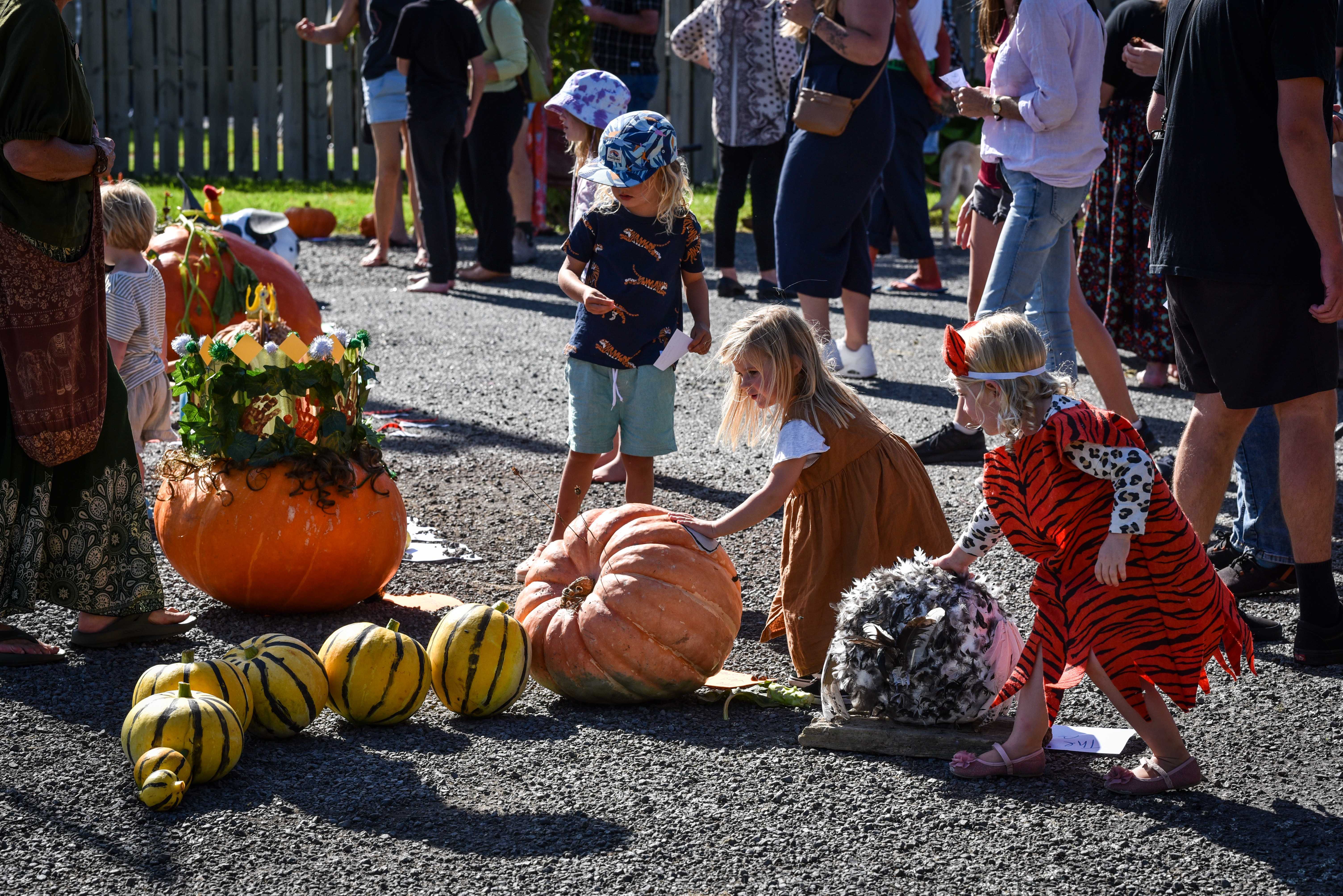 The second annual Haumoana Playcentre Giant Pumpkin Growing Competition has forged on ahead with some marvellous specimens, despite Cyclone Gabrielle. Photo / Ian Cooper