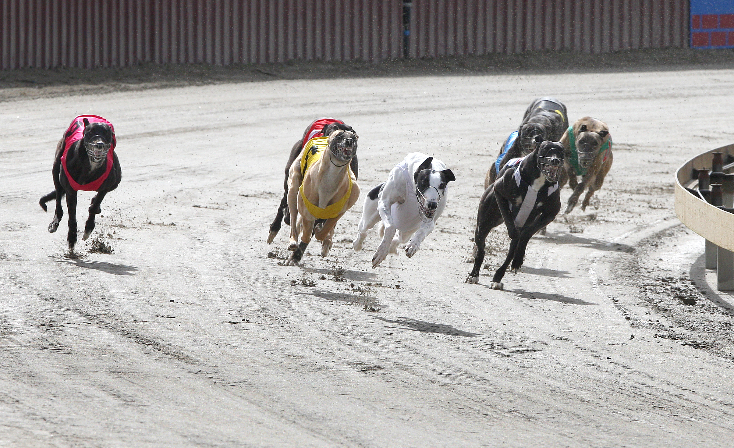 Prominent greyhound trainer Brendan Cole has been accused of using live animals as bait during training. Photo / File
