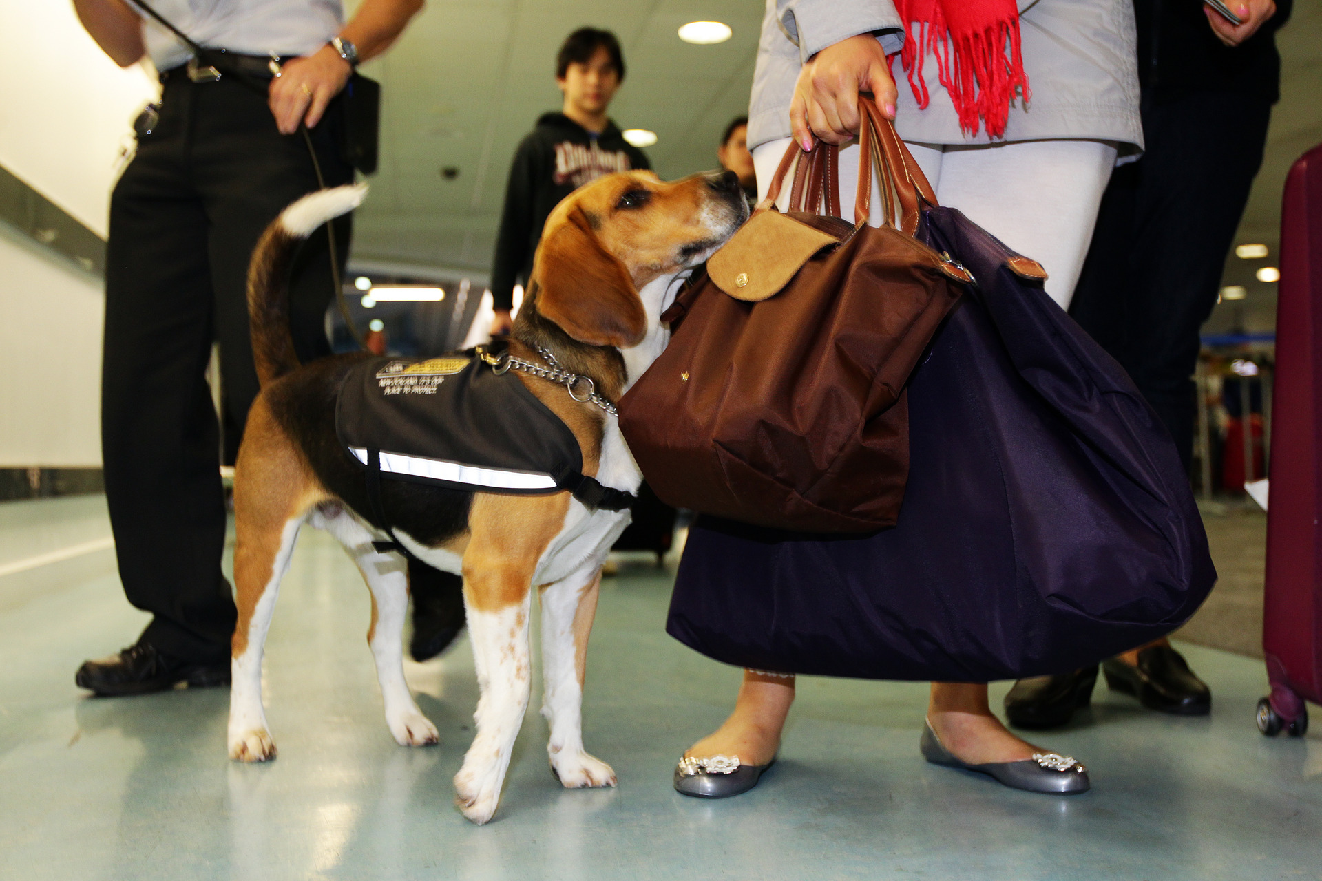 A beagle sniffer dog works at Auckland International Airport. 