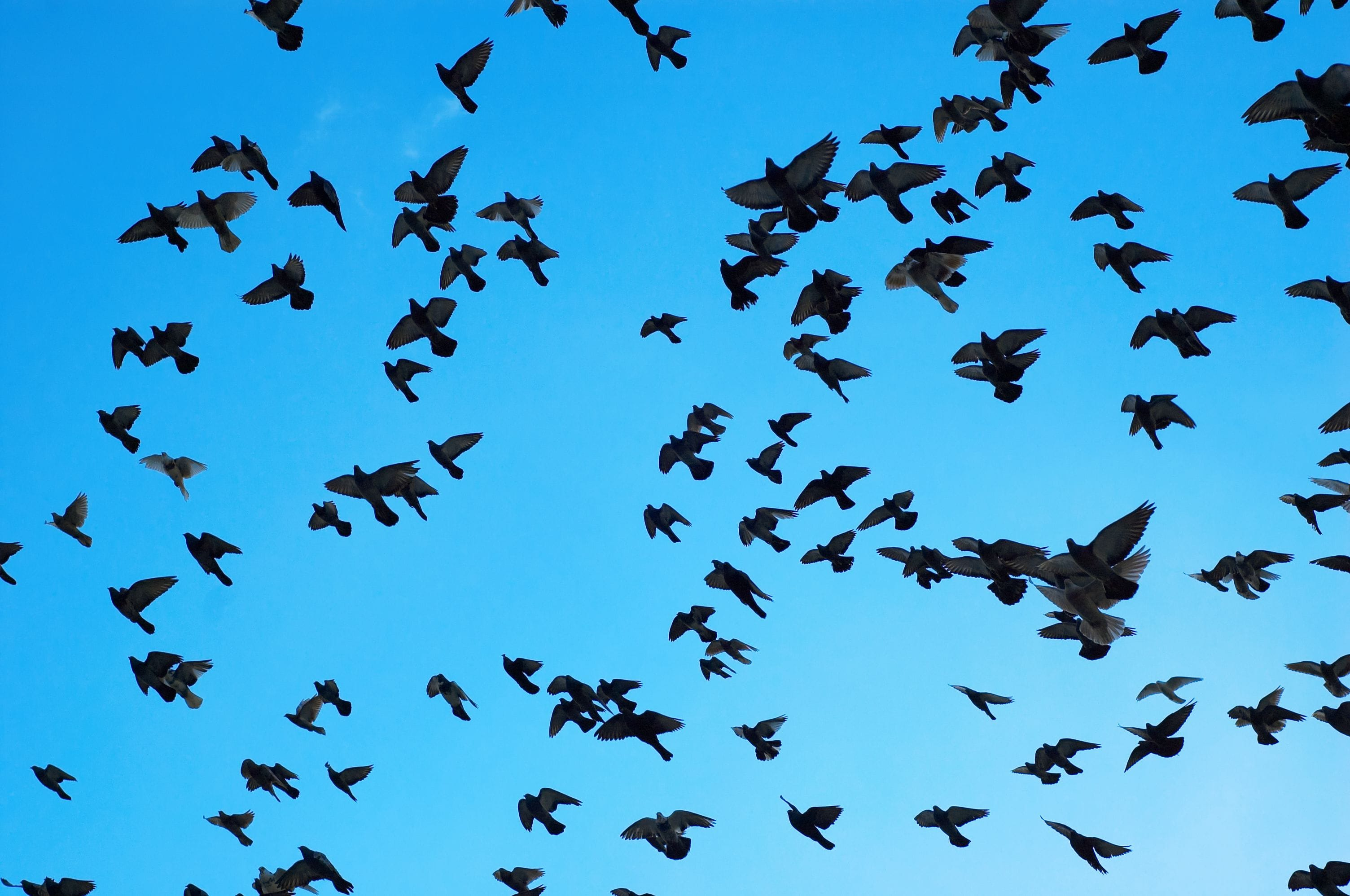 New Zealand's first case of H5N1 bird flu was detected in Wellington. Photo / 123rf
